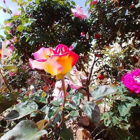 Las/Rosas Orgaz Exterior photo